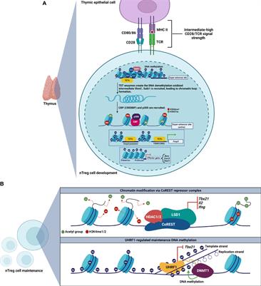 Epigenetic Control of Regulatory T Cell Stability and Function: Implications for Translation